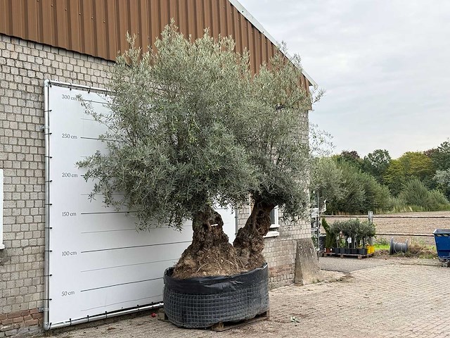 Olijfboom bonsai dubbele stam xxl - olea europaea - ca. 250 jaar oud - hoogte ca. 280 cm - afbeelding 4 van  5