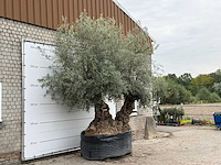 Olijfboom bonsai dubbele stam xxl - olea europaea - ca. 250 jaar oud - hoogte ca. 280 cm - afbeelding 4 van  5