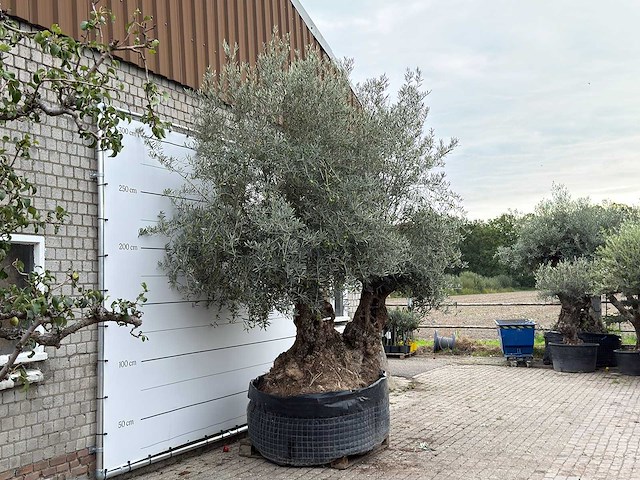 Olijfboom bonsai dubbele stam xxl - olea europaea - ca. 250 jaar oud - hoogte ca. 280 cm - afbeelding 5 van  5