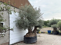 Olijfboom bonsai dubbele stam xxl - olea europaea - ca. 250 jaar oud - hoogte ca. 280 cm - afbeelding 5 van  5
