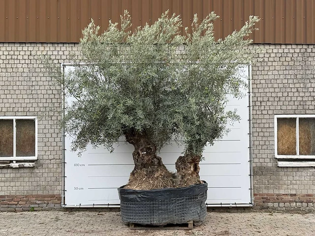 Olijfboom bonsai dubbele stam xxl - olea europaea - ca. 250 jaar oud - hoogte ca. 280 cm - afbeelding 1 van  8
