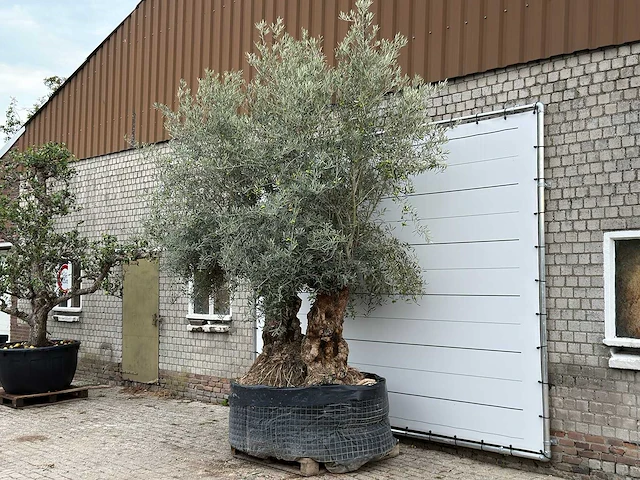 Olijfboom bonsai dubbele stam xxl - olea europaea - ca. 250 jaar oud - hoogte ca. 280 cm - afbeelding 2 van  8