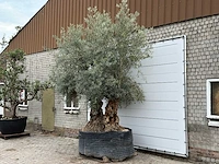 Olijfboom bonsai dubbele stam xxl - olea europaea - ca. 250 jaar oud - hoogte ca. 280 cm - afbeelding 2 van  8