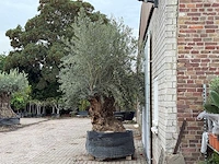 Olijfboom bonsai dubbele stam xxl - olea europaea - ca. 250 jaar oud - hoogte ca. 280 cm - afbeelding 3 van  8