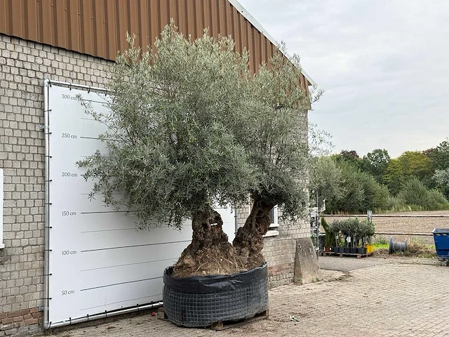 Olijfboom bonsai dubbele stam xxl - olea europaea - ca. 250 jaar oud - hoogte ca. 280 cm - afbeelding 4 van  8