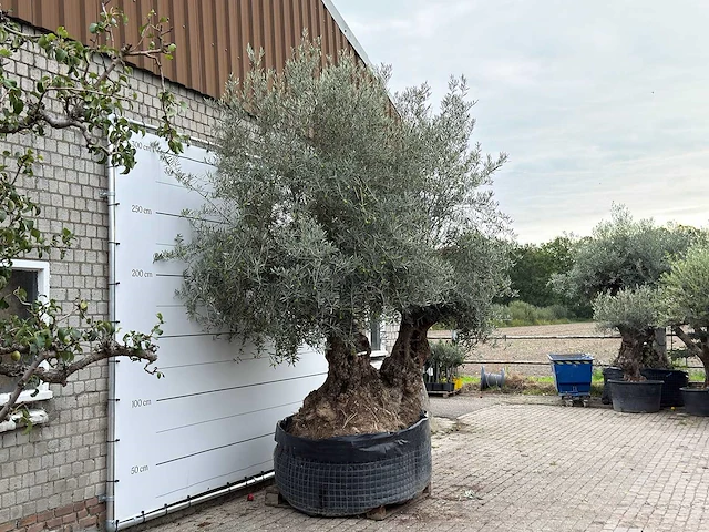 Olijfboom bonsai dubbele stam xxl - olea europaea - ca. 250 jaar oud - hoogte ca. 280 cm - afbeelding 5 van  8