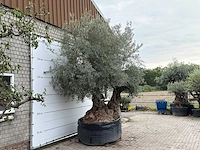 Olijfboom bonsai dubbele stam xxl - olea europaea - ca. 250 jaar oud - hoogte ca. 280 cm - afbeelding 5 van  8