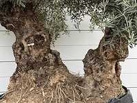 Olijfboom bonsai dubbele stam xxl - olea europaea - ca. 250 jaar oud - hoogte ca. 280 cm - afbeelding 6 van  8