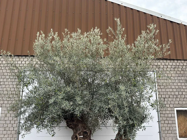 Olijfboom bonsai dubbele stam xxl - olea europaea - ca. 250 jaar oud - hoogte ca. 280 cm - afbeelding 7 van  8
