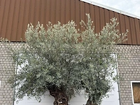 Olijfboom bonsai dubbele stam xxl - olea europaea - ca. 250 jaar oud - hoogte ca. 280 cm - afbeelding 7 van  8