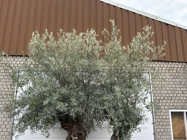 Olijfboom bonsai dubbele stam xxl - olea europaea - ca. 250 jaar oud - hoogte ca. 280 cm - afbeelding 8 van  8