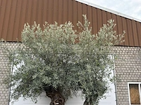 Olijfboom bonsai dubbele stam xxl - olea europaea - ca. 250 jaar oud - hoogte ca. 280 cm - afbeelding 8 van  8