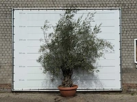 Olijfboom bonsai in rode sierschaal - olea europaea - ca. 75 jaar oud - hoogte ca. 280 cm