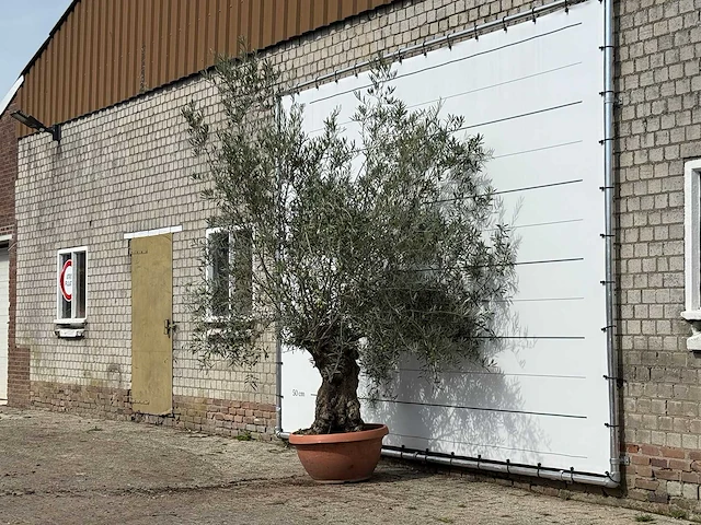 Olijfboom bonsai in rode sierschaal - olea europaea - ca. 75 jaar oud - hoogte ca. 280 cm - afbeelding 2 van  3