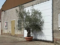 Olijfboom bonsai in rode sierschaal - olea europaea - ca. 75 jaar oud - hoogte ca. 280 cm - afbeelding 2 van  3
