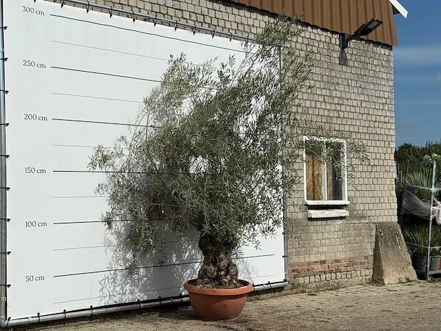 Olijfboom bonsai in rode sierschaal - olea europaea - ca. 75 jaar oud - hoogte ca. 280 cm - afbeelding 3 van  3