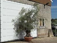 Olijfboom bonsai in rode sierschaal - olea europaea - ca. 75 jaar oud - hoogte ca. 280 cm - afbeelding 3 van  3