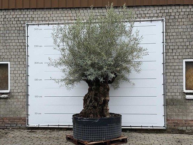 Olijfboom bonsai l - olea europaea - ca. 150 jaar oud - hoogte ca. 290 cm - afbeelding 1 van  7