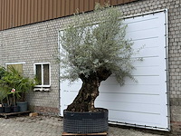 Olijfboom bonsai l - olea europaea - ca. 150 jaar oud - hoogte ca. 290 cm - afbeelding 2 van  7