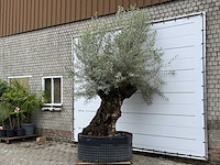 Olijfboom bonsai l - olea europaea - ca. 150 jaar oud - hoogte ca. 290 cm - afbeelding 3 van  7