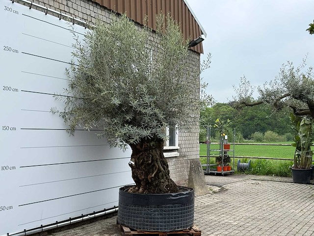 Olijfboom bonsai l - olea europaea - ca. 150 jaar oud - hoogte ca. 290 cm - afbeelding 4 van  7