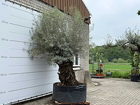 Olijfboom bonsai l - olea europaea - ca. 150 jaar oud - hoogte ca. 290 cm - afbeelding 4 van  7