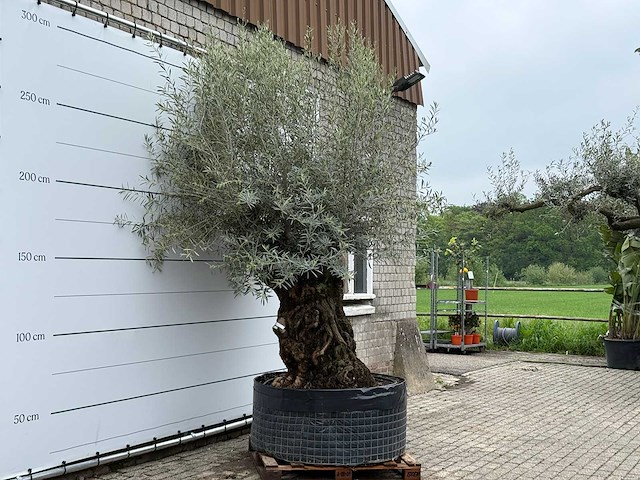 Olijfboom bonsai l - olea europaea - ca. 150 jaar oud - hoogte ca. 290 cm - afbeelding 5 van  7