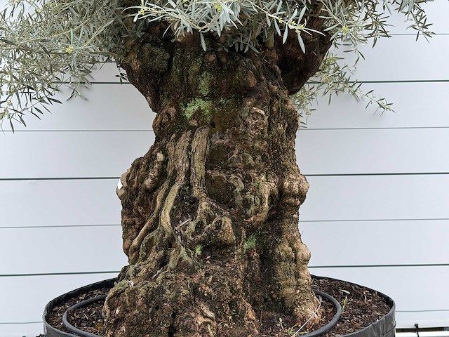 Olijfboom bonsai l - olea europaea - ca. 150 jaar oud - hoogte ca. 290 cm - afbeelding 6 van  7