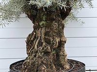 Olijfboom bonsai l - olea europaea - ca. 150 jaar oud - hoogte ca. 290 cm - afbeelding 6 van  7