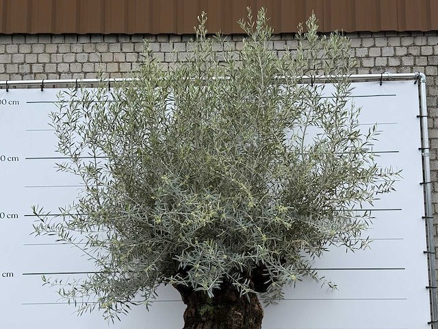 Olijfboom bonsai l - olea europaea - ca. 150 jaar oud - hoogte ca. 290 cm - afbeelding 7 van  7