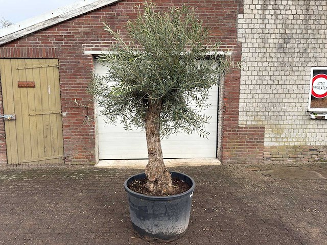 Olijfboom bonsai l - olea europaea - ca. 50 jaar oud - hoogte ca. 250 cm - afbeelding 1 van  4