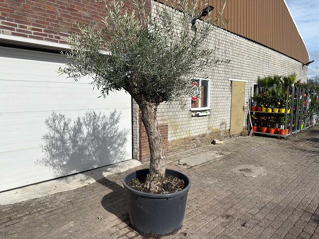 Olijfboom bonsai l - olea europaea - ca. 50 jaar oud - hoogte ca. 250 cm - afbeelding 3 van  9
