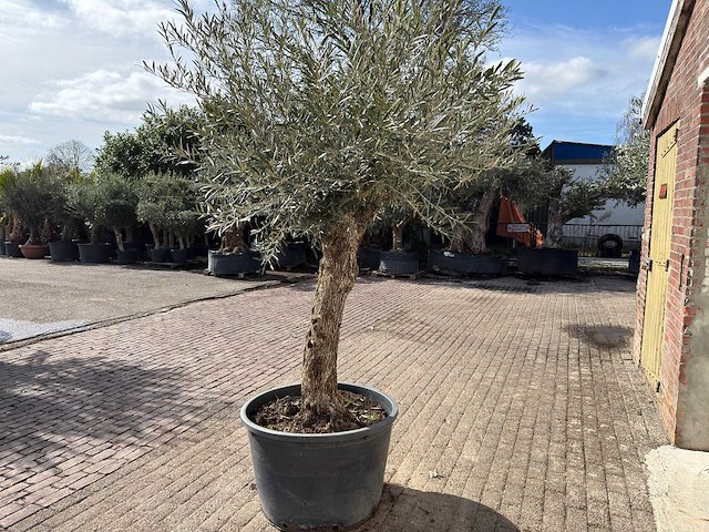 Olijfboom bonsai l - olea europaea - ca. 50 jaar oud - hoogte ca. 250 cm - afbeelding 4 van  9