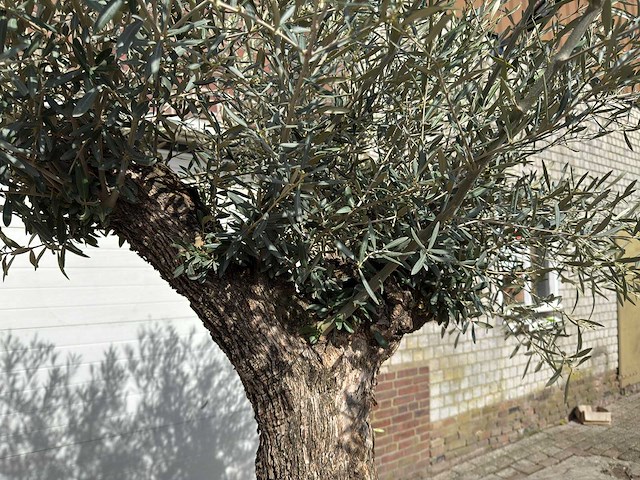 Olijfboom bonsai l - olea europaea - ca. 50 jaar oud - hoogte ca. 250 cm - afbeelding 8 van  9