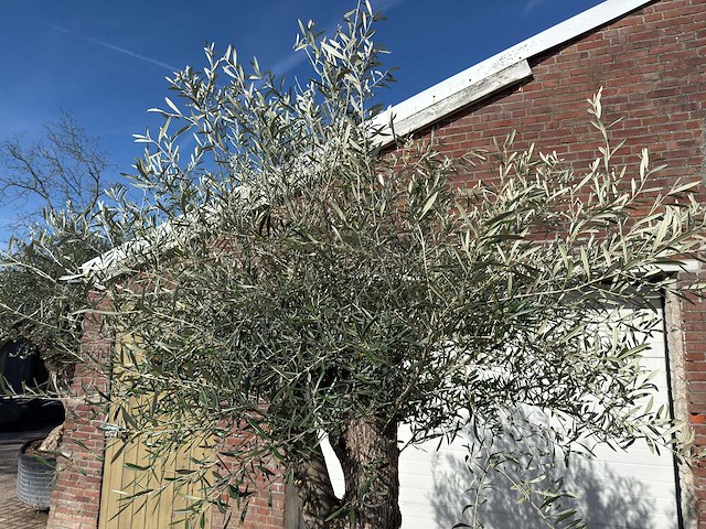 Olijfboom bonsai l - olea europaea - ca. 50 jaar oud - hoogte ca. 250 cm - afbeelding 2 van  10