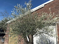 Olijfboom bonsai l - olea europaea - ca. 50 jaar oud - hoogte ca. 250 cm - afbeelding 2 van  10