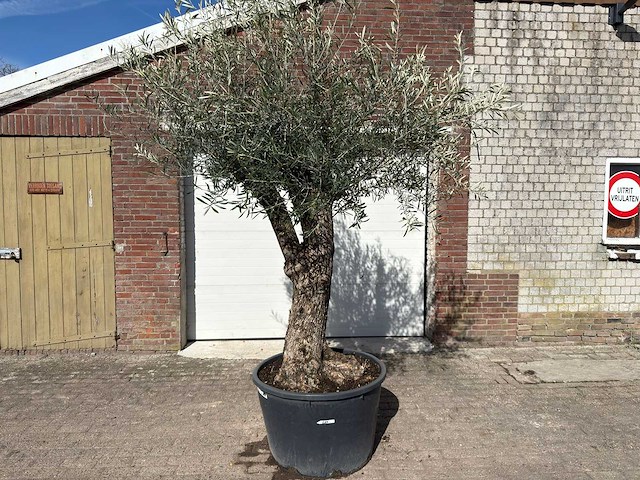 Olijfboom bonsai l - olea europaea - ca. 50 jaar oud - hoogte ca. 250 cm - afbeelding 1 van  10