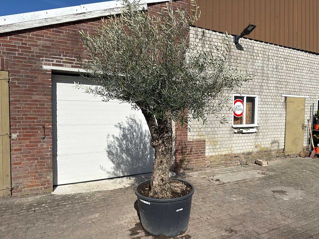 Olijfboom bonsai l - olea europaea - ca. 50 jaar oud - hoogte ca. 250 cm - afbeelding 3 van  10