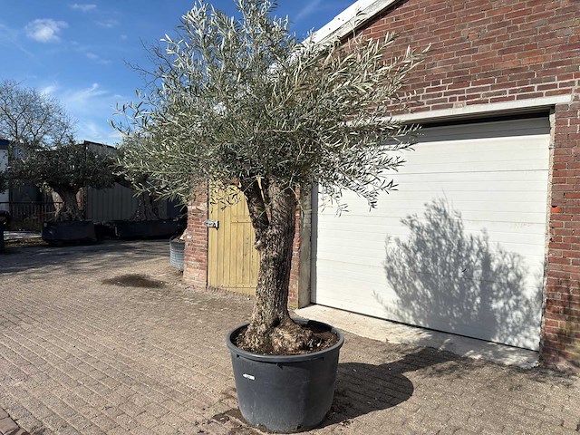Olijfboom bonsai l - olea europaea - ca. 50 jaar oud - hoogte ca. 250 cm - afbeelding 4 van  10