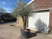 Olijfboom bonsai l - olea europaea - ca. 50 jaar oud - hoogte ca. 250 cm - afbeelding 4 van  10