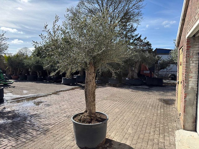 Olijfboom bonsai l - olea europaea - ca. 50 jaar oud - hoogte ca. 250 cm - afbeelding 5 van  10