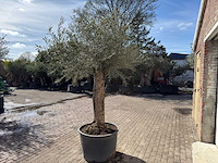 Olijfboom bonsai l - olea europaea - ca. 50 jaar oud - hoogte ca. 250 cm - afbeelding 5 van  10
