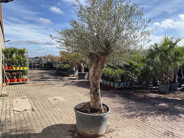Olijfboom bonsai l - olea europaea - ca. 50 jaar oud - hoogte ca. 250 cm - afbeelding 6 van  10