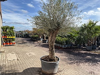 Olijfboom bonsai l - olea europaea - ca. 50 jaar oud - hoogte ca. 250 cm - afbeelding 6 van  10