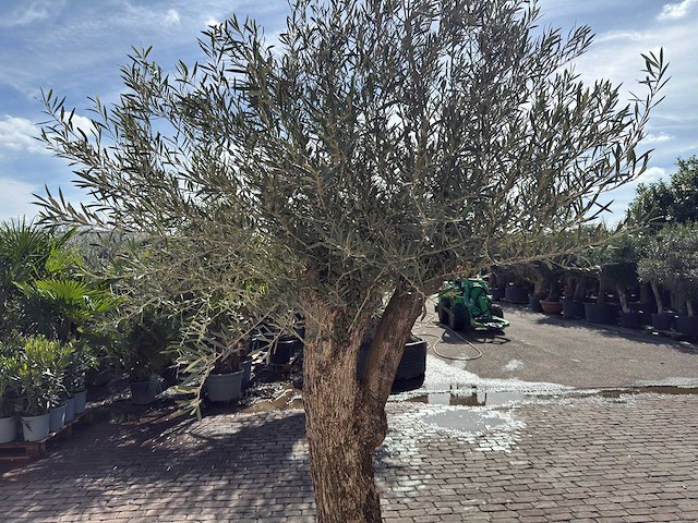 Olijfboom bonsai l - olea europaea - ca. 50 jaar oud - hoogte ca. 250 cm - afbeelding 7 van  10