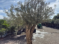 Olijfboom bonsai l - olea europaea - ca. 50 jaar oud - hoogte ca. 250 cm - afbeelding 7 van  10