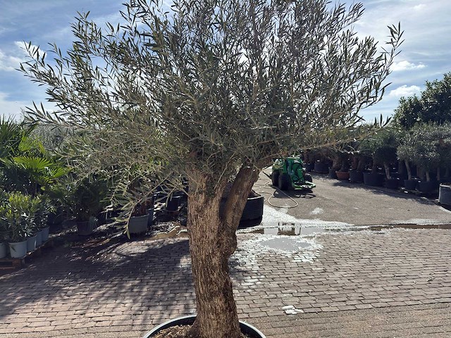 Olijfboom bonsai l - olea europaea - ca. 50 jaar oud - hoogte ca. 250 cm - afbeelding 8 van  10