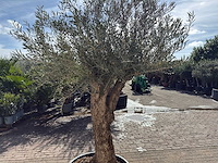 Olijfboom bonsai l - olea europaea - ca. 50 jaar oud - hoogte ca. 250 cm - afbeelding 8 van  10