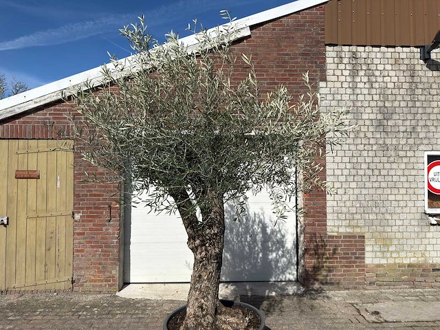 Olijfboom bonsai l - olea europaea - ca. 50 jaar oud - hoogte ca. 250 cm - afbeelding 9 van  10
