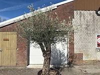 Olijfboom bonsai l - olea europaea - ca. 50 jaar oud - hoogte ca. 250 cm - afbeelding 9 van  10